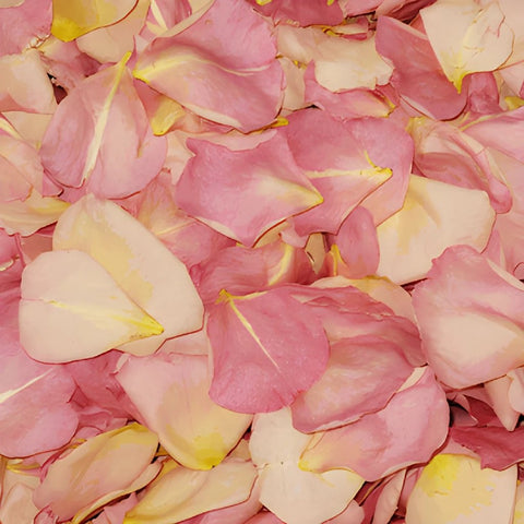 Bicolor Pink and Cream Dried Rose Petals