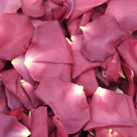 Violet Dried Rose Petals
