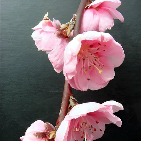 Hot Pink Prunus Blooming Branches