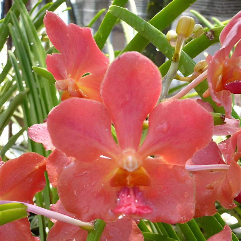 Vanda Orchids Coral Orange