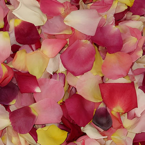 A Mix of Brights Dried Wedding Petals