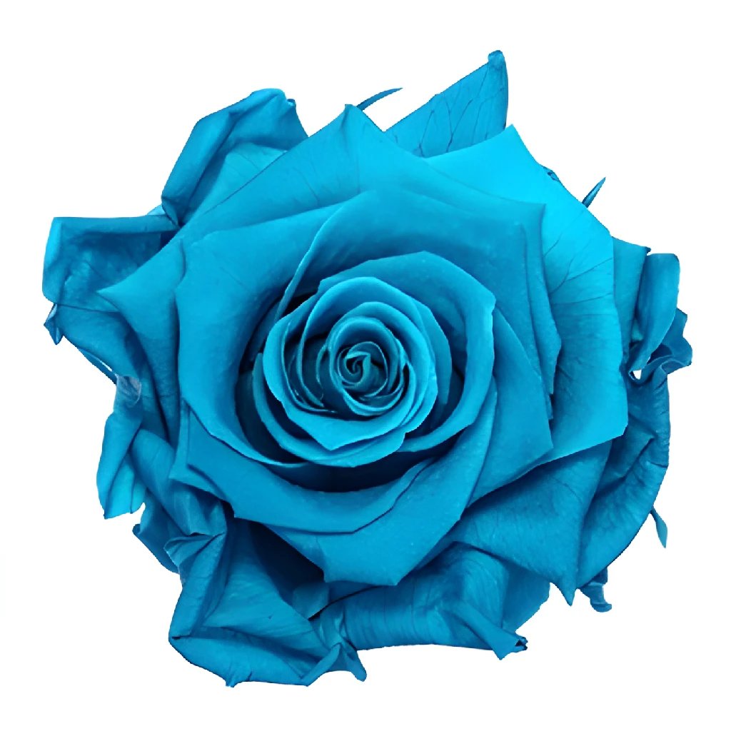 Buy Wholesale Preserved Teal Aquamarine Rose in Bulk - FiftyFlowers