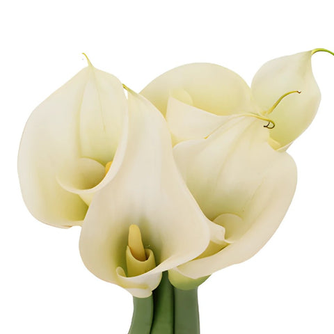 Buy Wholesale White Standard Calla Lily Flower in Bulk - FiftyFlowers