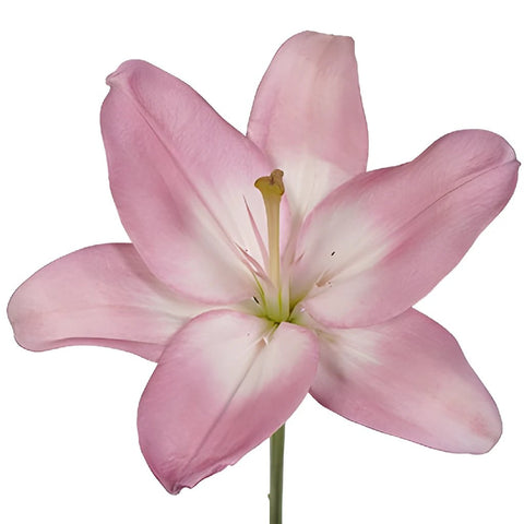 Taffy Pink LA Hybrid Lily