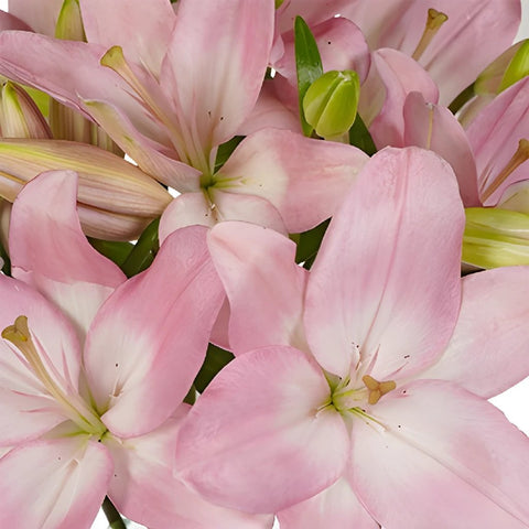 Taffy Pink LA Hybrid Lily
