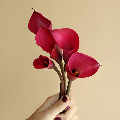 Pink Merlot Mini Calla Lilies