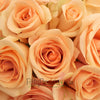 Alejandra Perfect Peach Rose