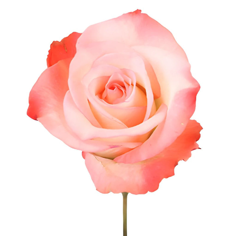 Peach Cobbler Sweetheart Roses