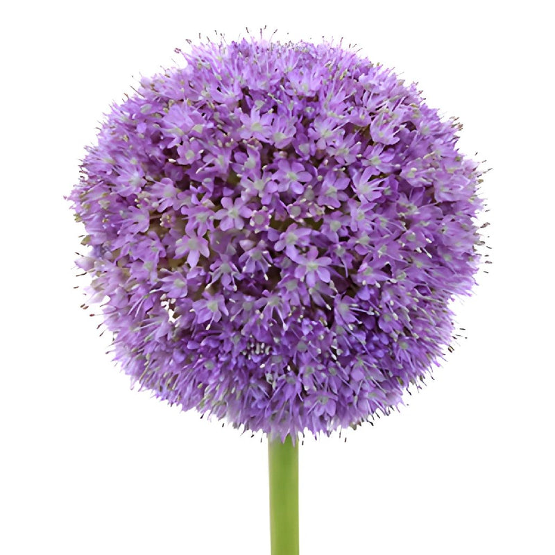 Lavender Globe Allium Flowers