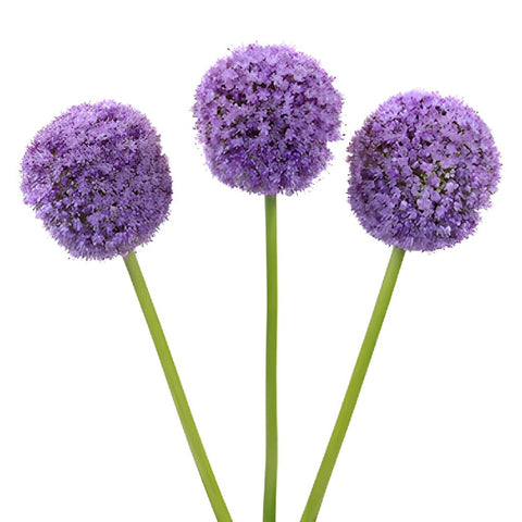 Lavender Globe Allium Flowers