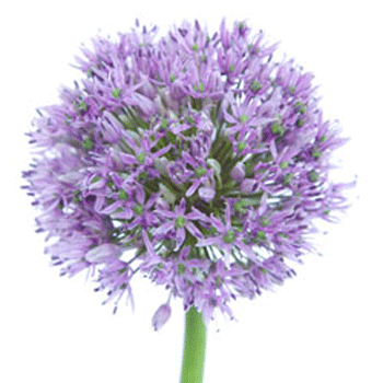 Allium Lilac Lavender Flower