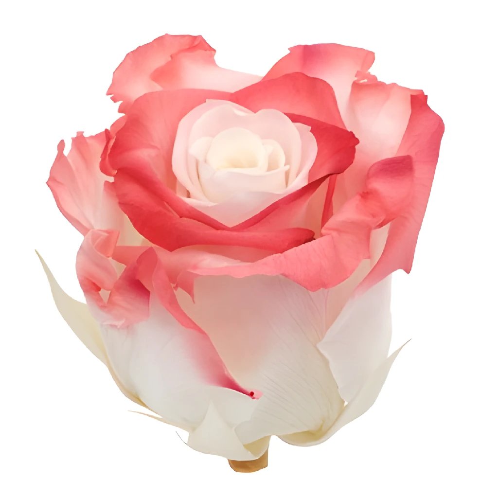 Preserved Altar Love Rose