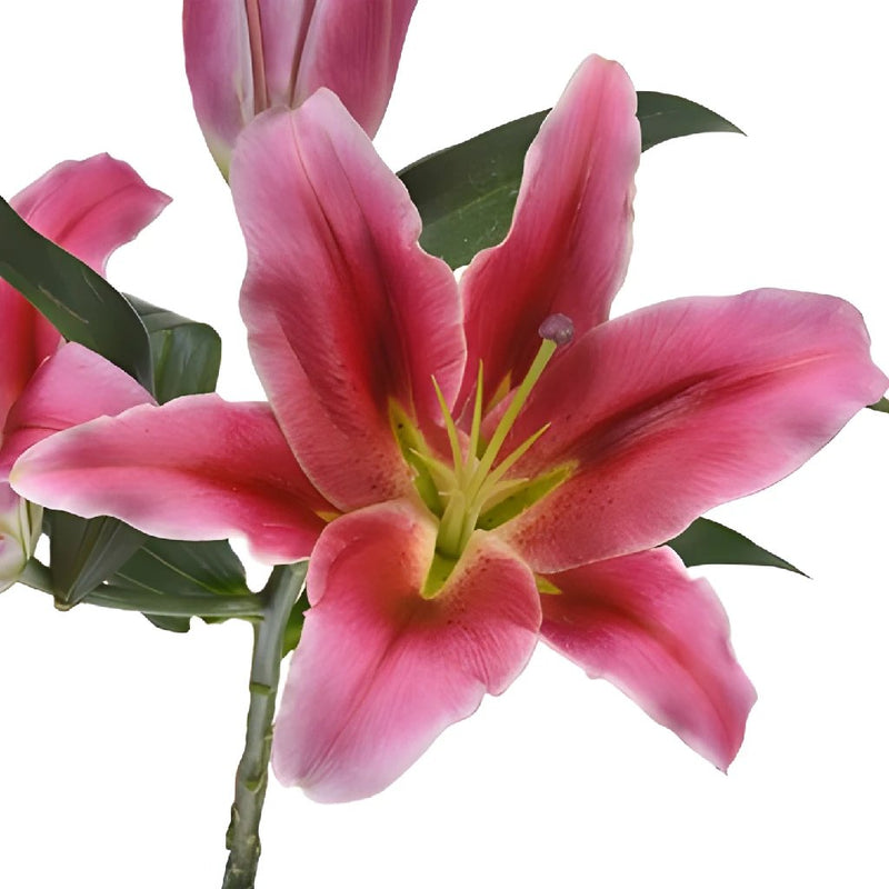 Watermelon Pink Lily Flower