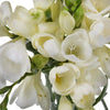 White Freesia Flower