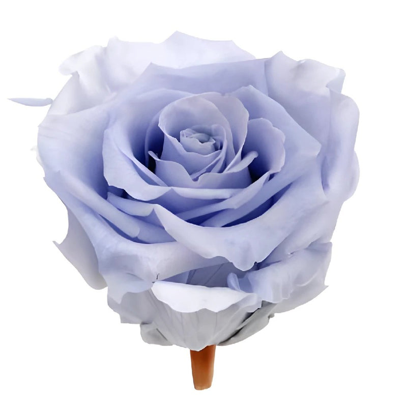 Wholesale Preserved Andean Sky Rose ᐉ bulk Preserved Andean Sky Ros...