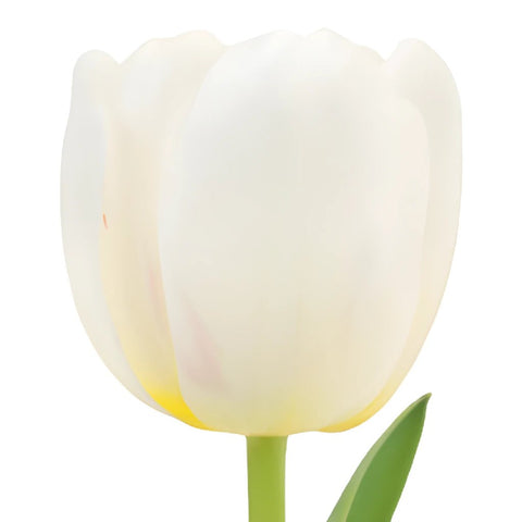 Russian White Fresh Tulips