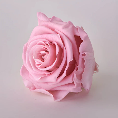 Preserved Antique Pink Rose