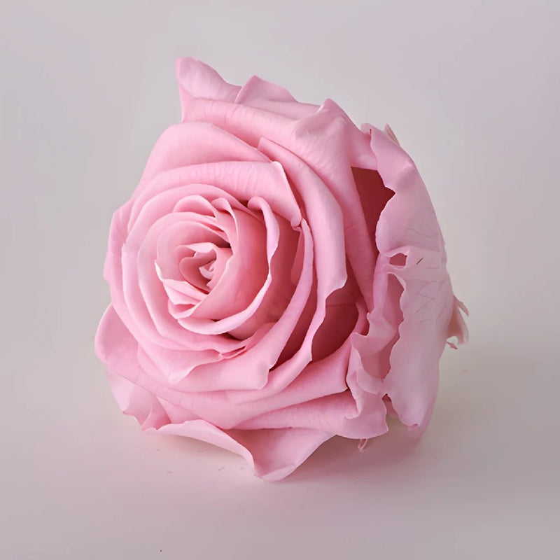 Preserved Antique Pink Rose