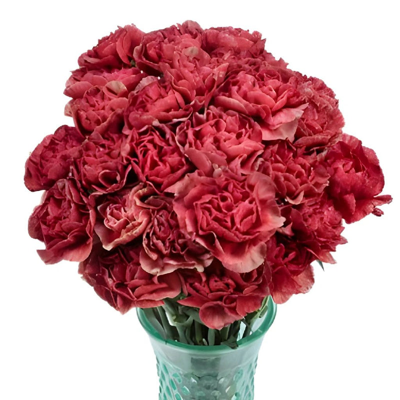 Antique Coral Carnation Flowers in a Vase