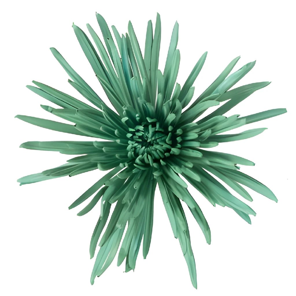 Buy Wholesale Aquamarine Airbrushed Spider Mum Flower in Bulk - Fif...