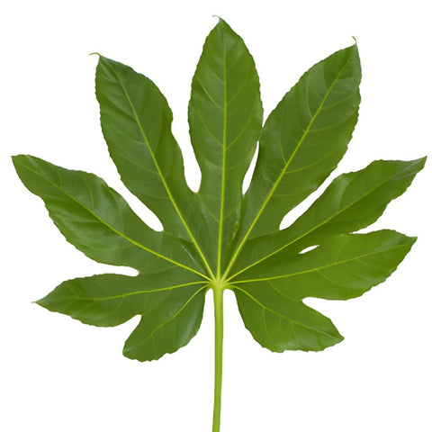 Single stem of aralia cut foliage leaves bulk greenery sold near me