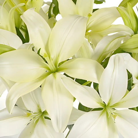 Creamy Dewdrop Asiatic Lily