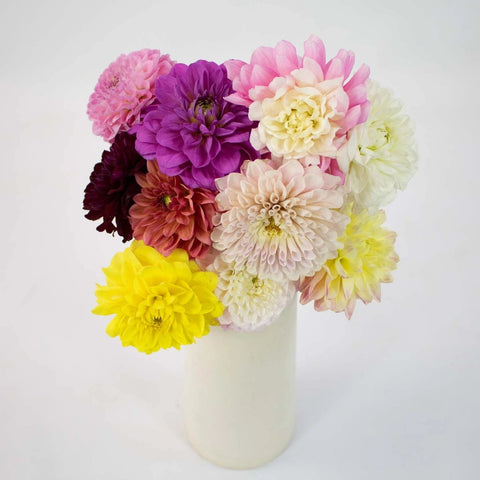 Assorted Fresh Cut Dahlias Flower Bunch in Vase