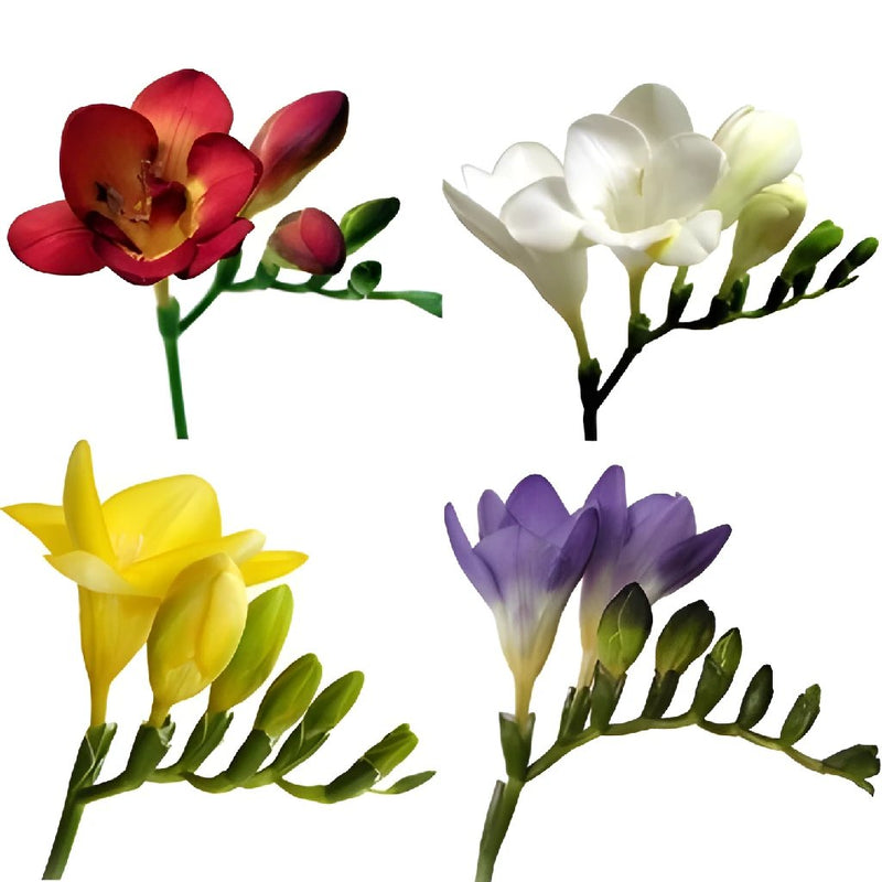 Farm Mix Assorted Colors Freesia Flowers