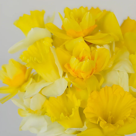Mixology Daffodil Spring Flowers
