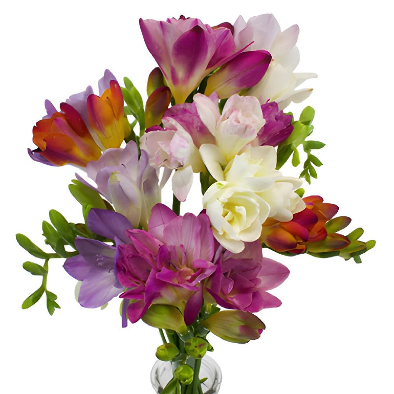 Farm Mix Assorted Colors Freesia Flowers