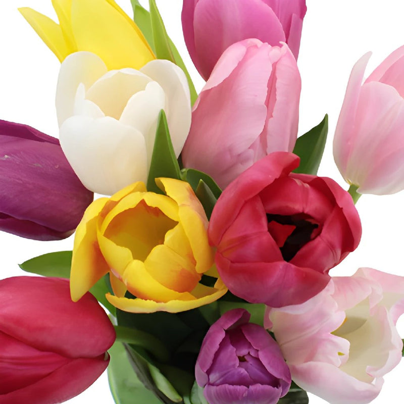 multicolored arraignment of fresh cut tulips.