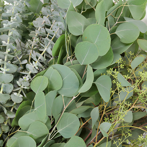 Aromatherapy Assorted Eucalyptus Bunches