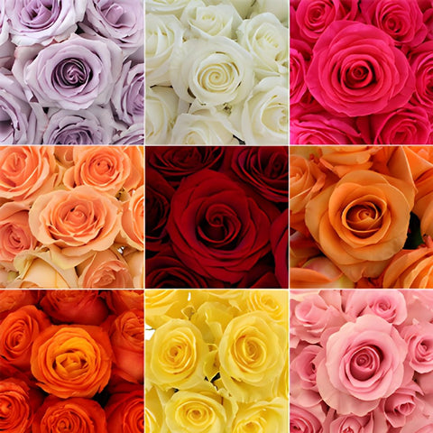 Wholesale Bulk Roses 50 Stems Your Colors