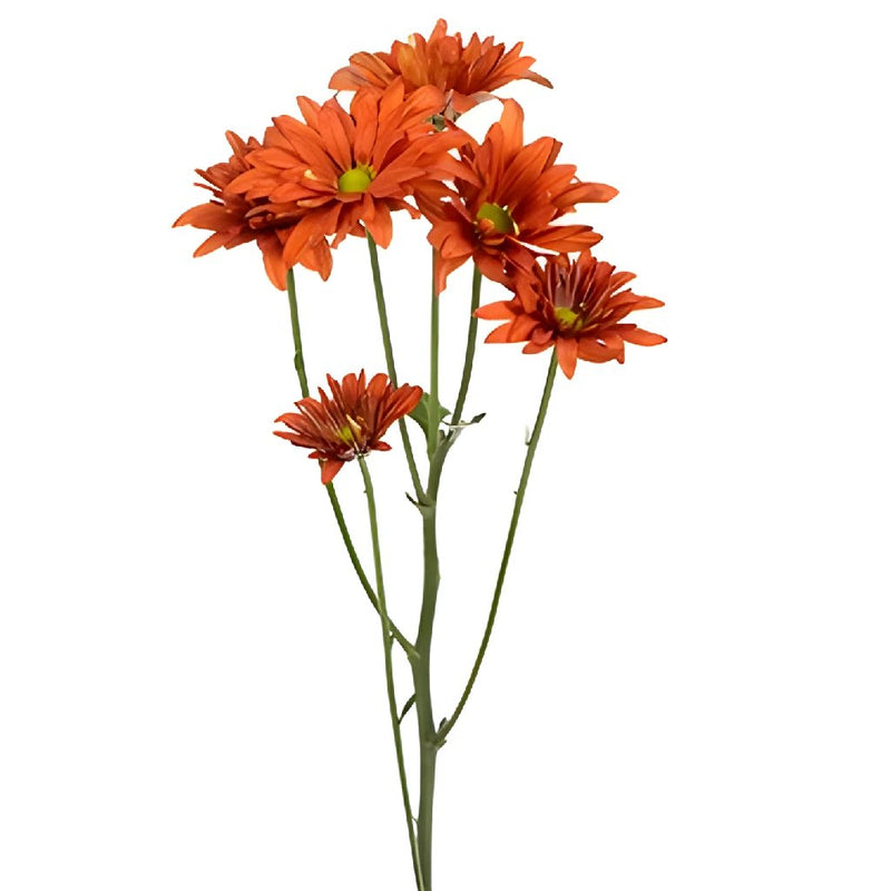 Cinnabar Daisy Flower