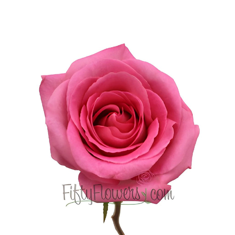 Attache Hot Pink Rose