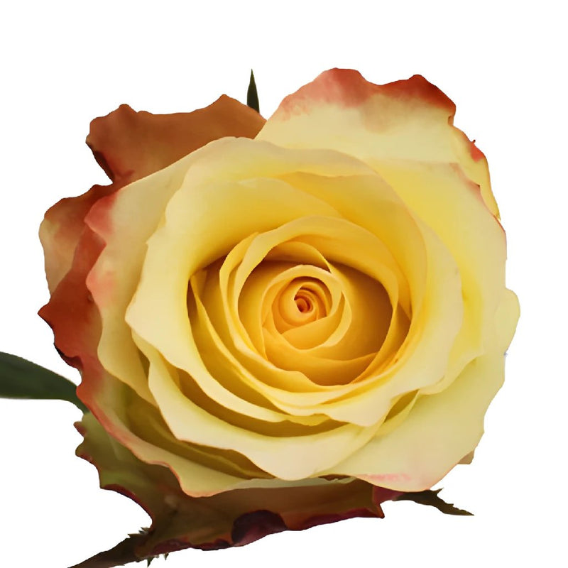 Aubade Unique Rose