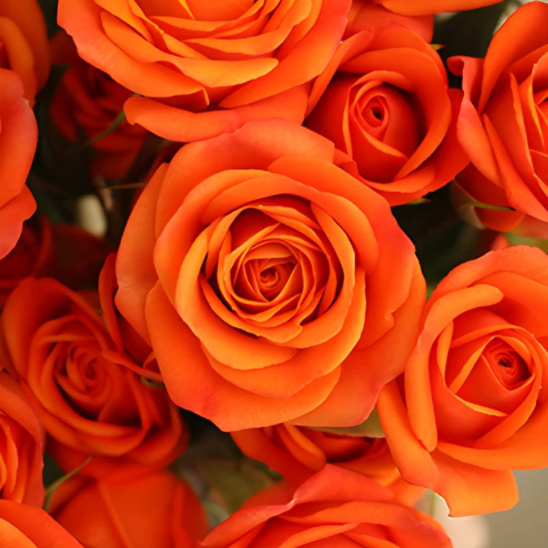 Dark Orange Spray Bulk Roses