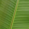 Banana Leaves Tropical Greenery