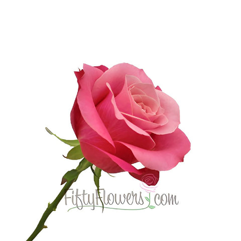 Berry Bubblegum Sweetheart Roses