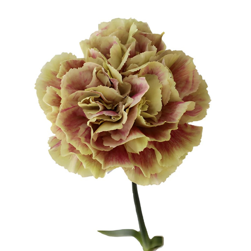 Bella Antique Green and Pink Carnation