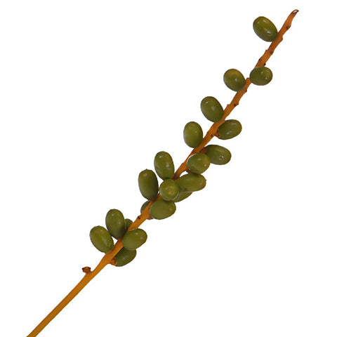 Single stem of green date bulk berries filler flowers