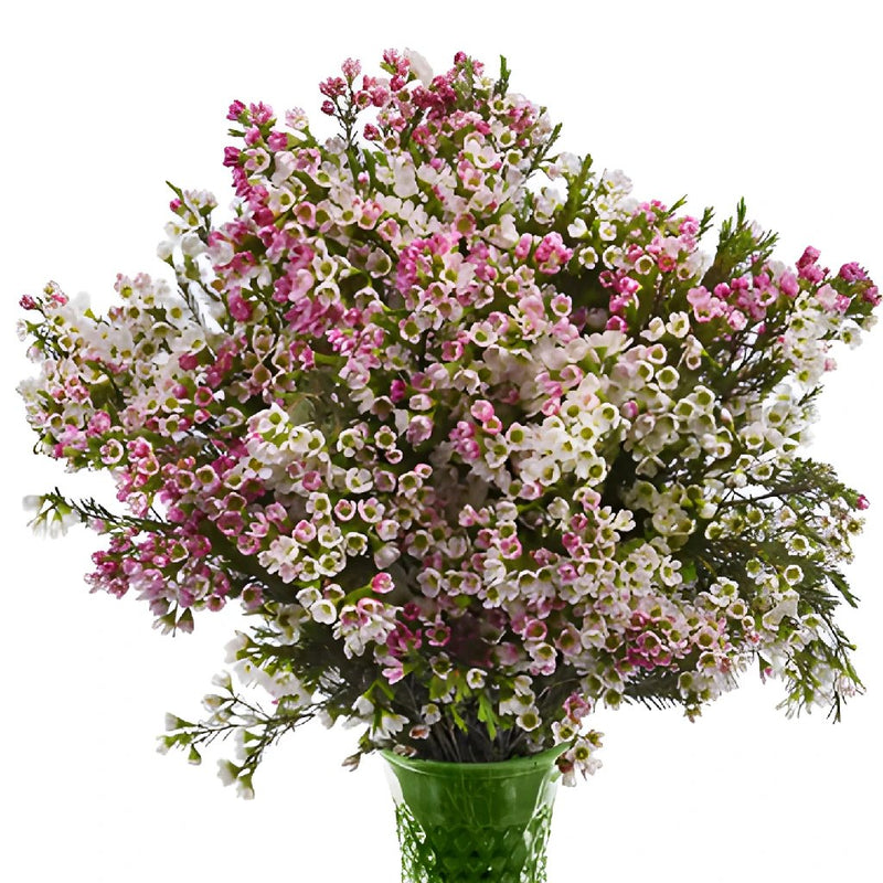 Berries & Cream Wax Flower April Delivery