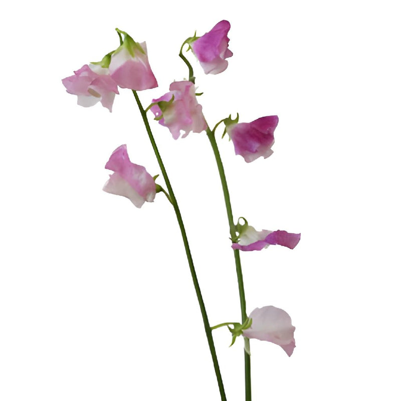 White and Pink Bicolor Designer Japanese Sweet Peas