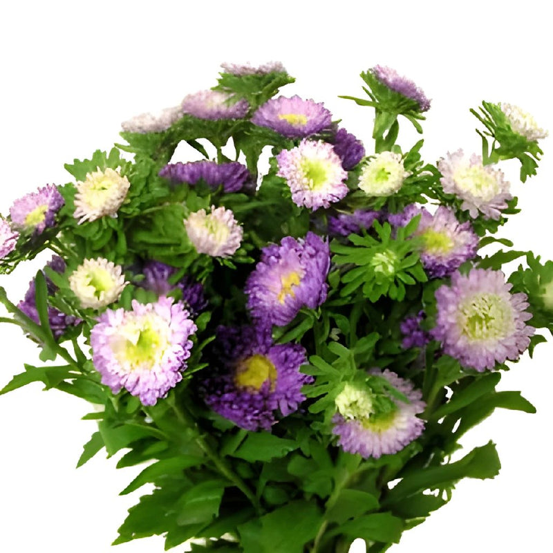 Bicolor Lavender and White Matsumoto Flowers