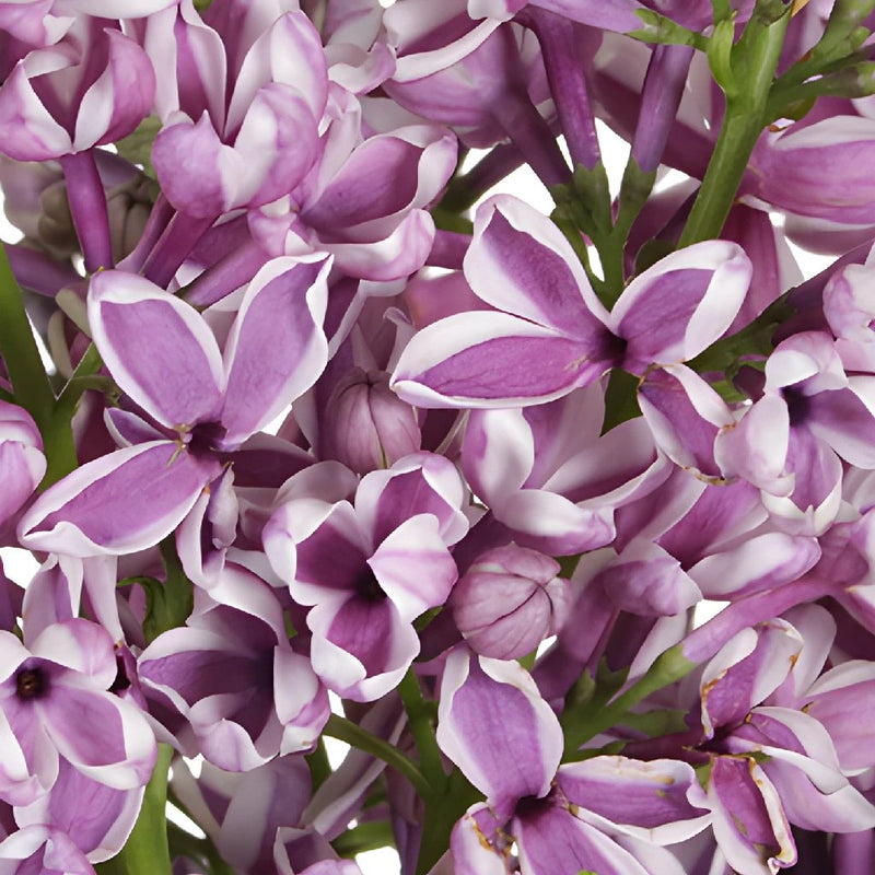Premium Bicolor Lilac Flower