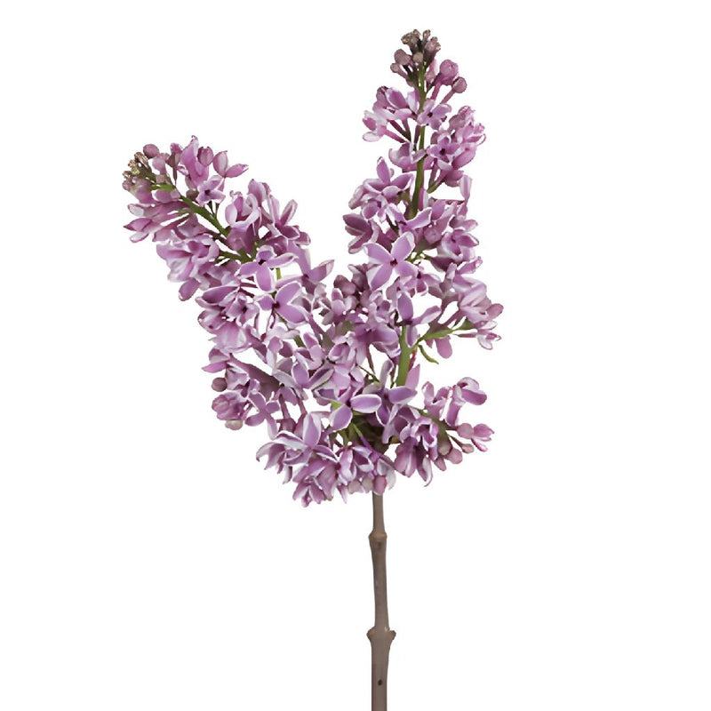 Premium Bicolor Lilac Flower