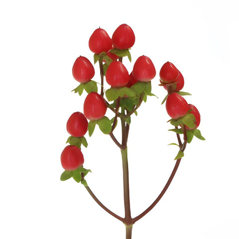 Red Designer Hypericum Berries