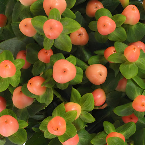 Peaches Designer Hypericum Berries
