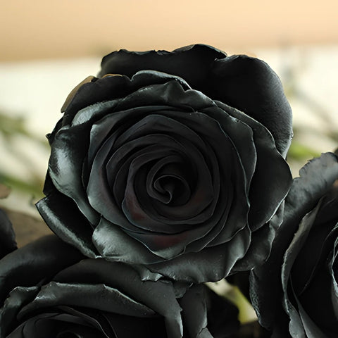 Black Roses Tinted