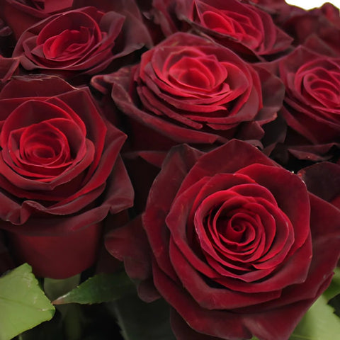 Black Bacarra Red Roses